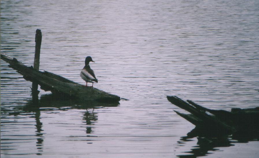 Duck on Log